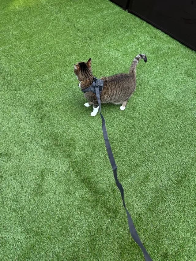 柏市 M様邸：愛犬と愛猫の為の人工芝に大満足